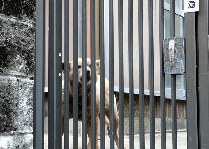 Dog Enclosure